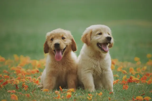 123animaux.com