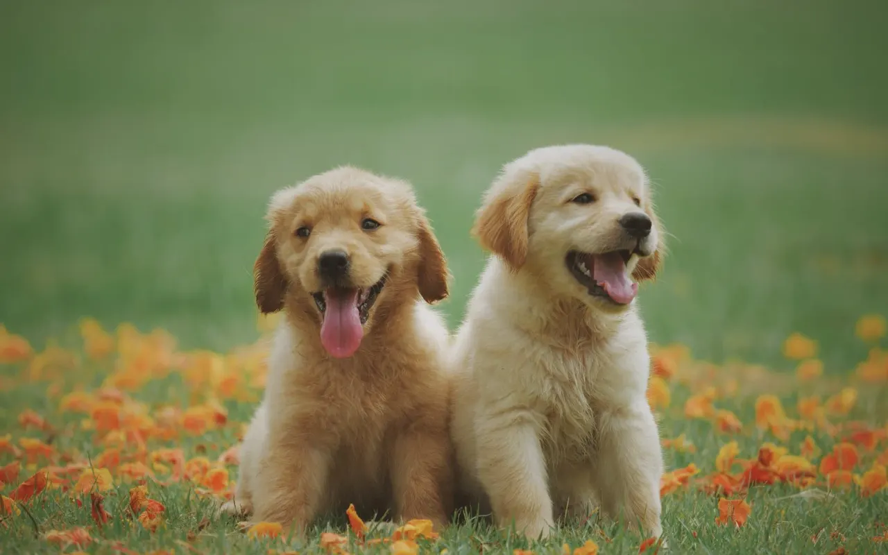 123animaux.com