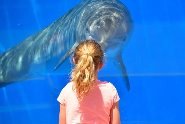 Agence d’observation des dauphins en France en Méditerranée