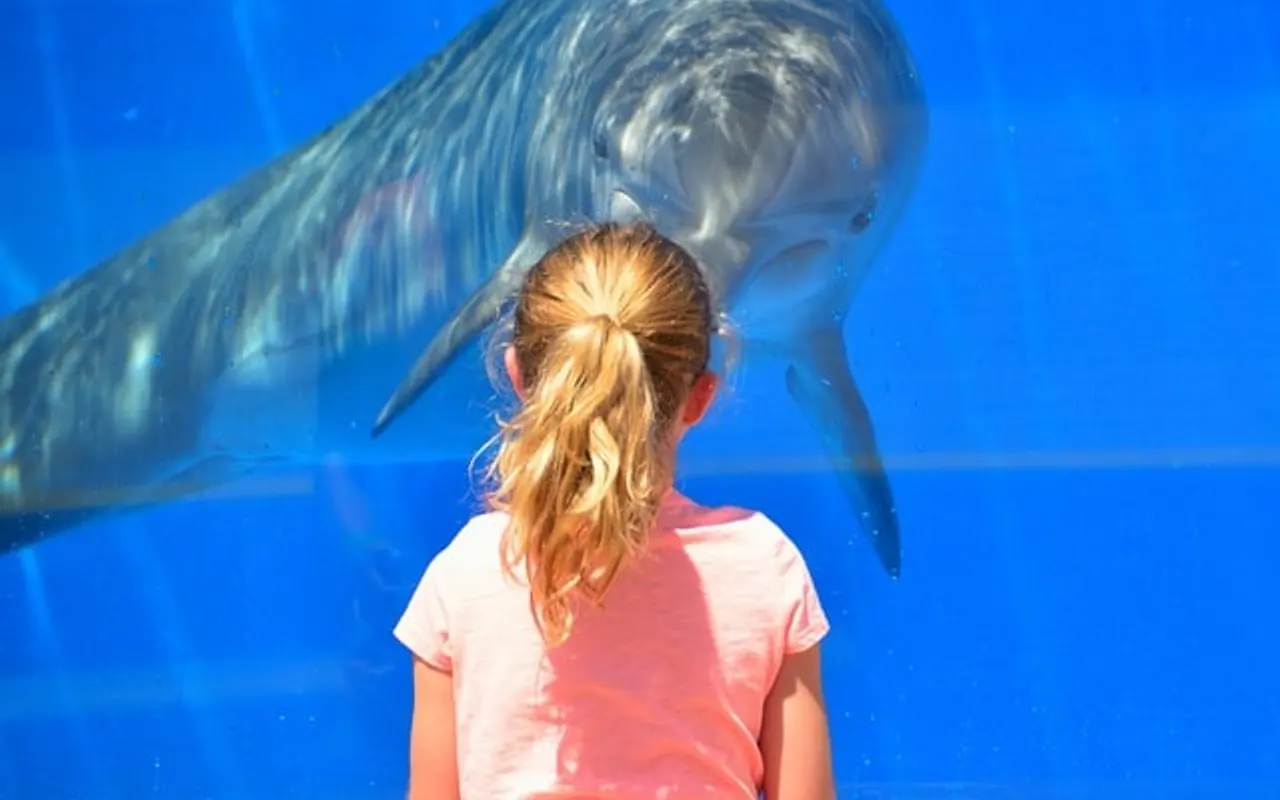 Agence d’observation des dauphins en France en Méditerranée