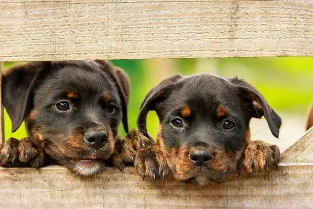 Annuaire animaux