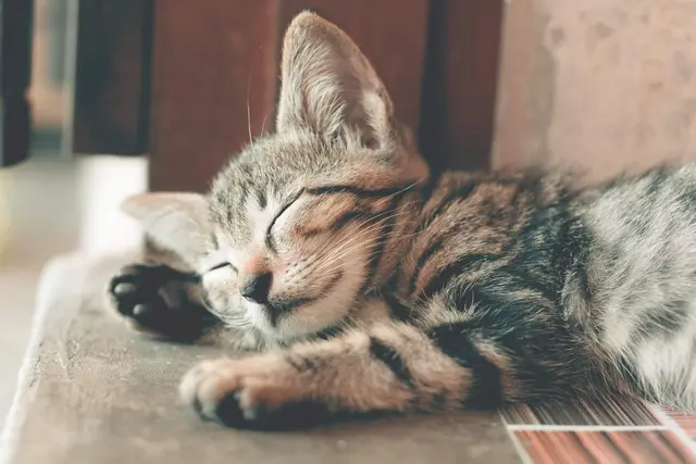 assurance.chat