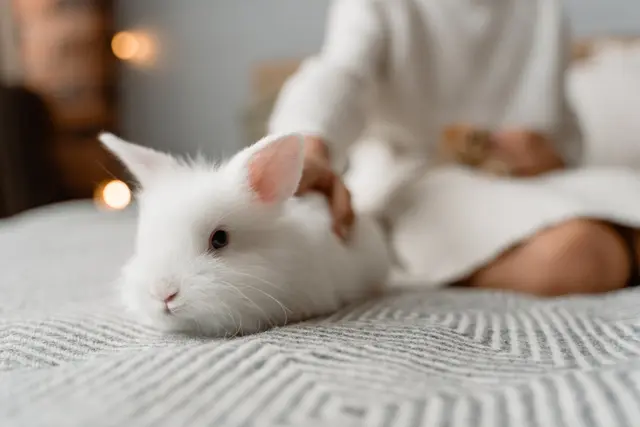 assurance-lapin.com