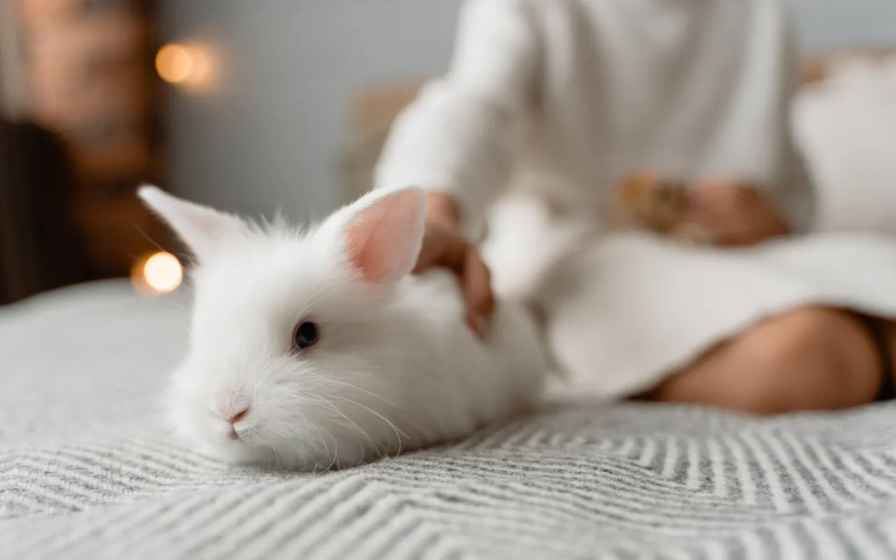 assurance-lapin.com