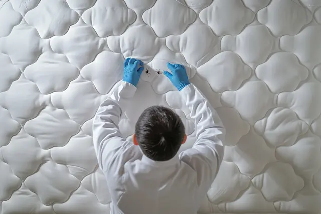 Comment éliminer les petites punaises de lit : solutions efficaces et conseils pratiques