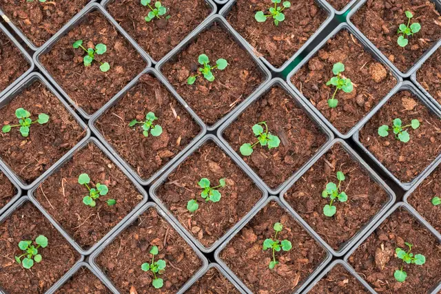 Créer un carré potager : Découvrez les étapes clés pour réussir votre projet !