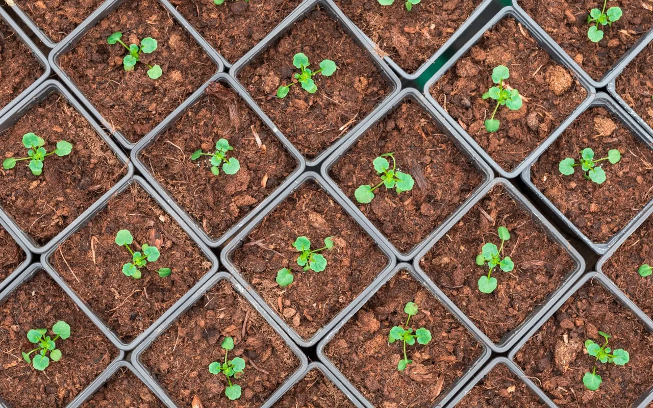 Créer un carré potager : Découvrez les étapes clés pour réussir votre projet !