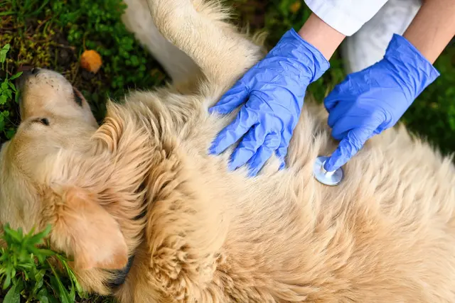 Découvrir la lithothérapie canine : comment les pierres peuvent aider votre chien ?