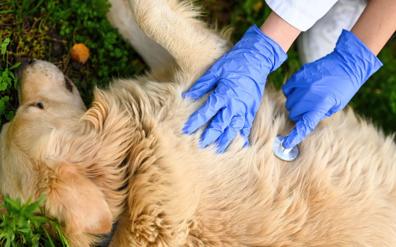 Découvrir la lithothérapie canine : comment les pierres peuvent aider votre chien ?