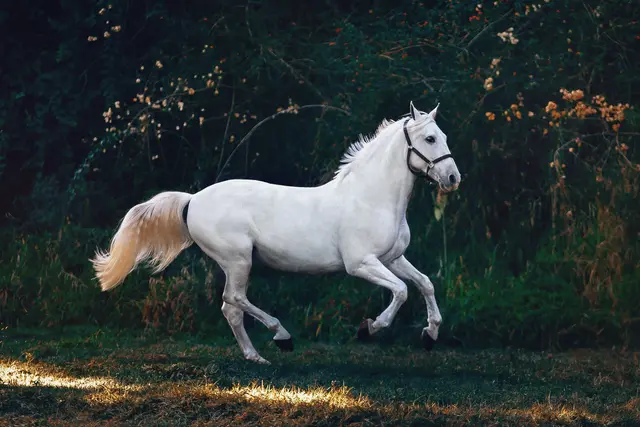journalducheval.fr
