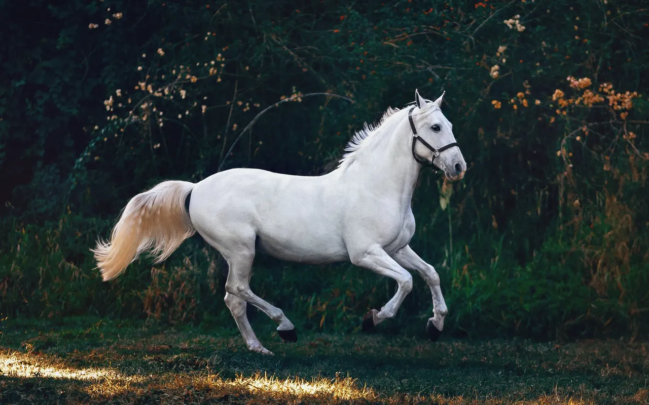 journalducheval.fr