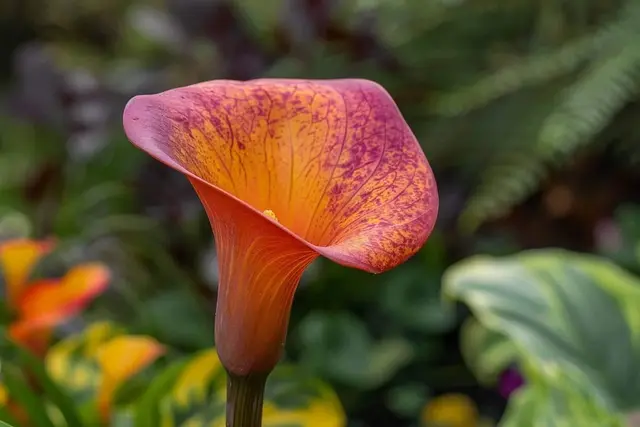 L’arum de couleur : explorez les variétés et leurs significations