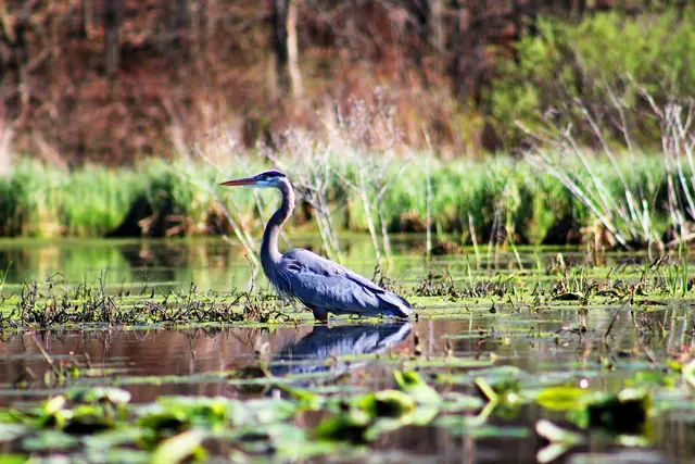 L’importance des zones humides pour la biodiversité : un écosystème méconnu