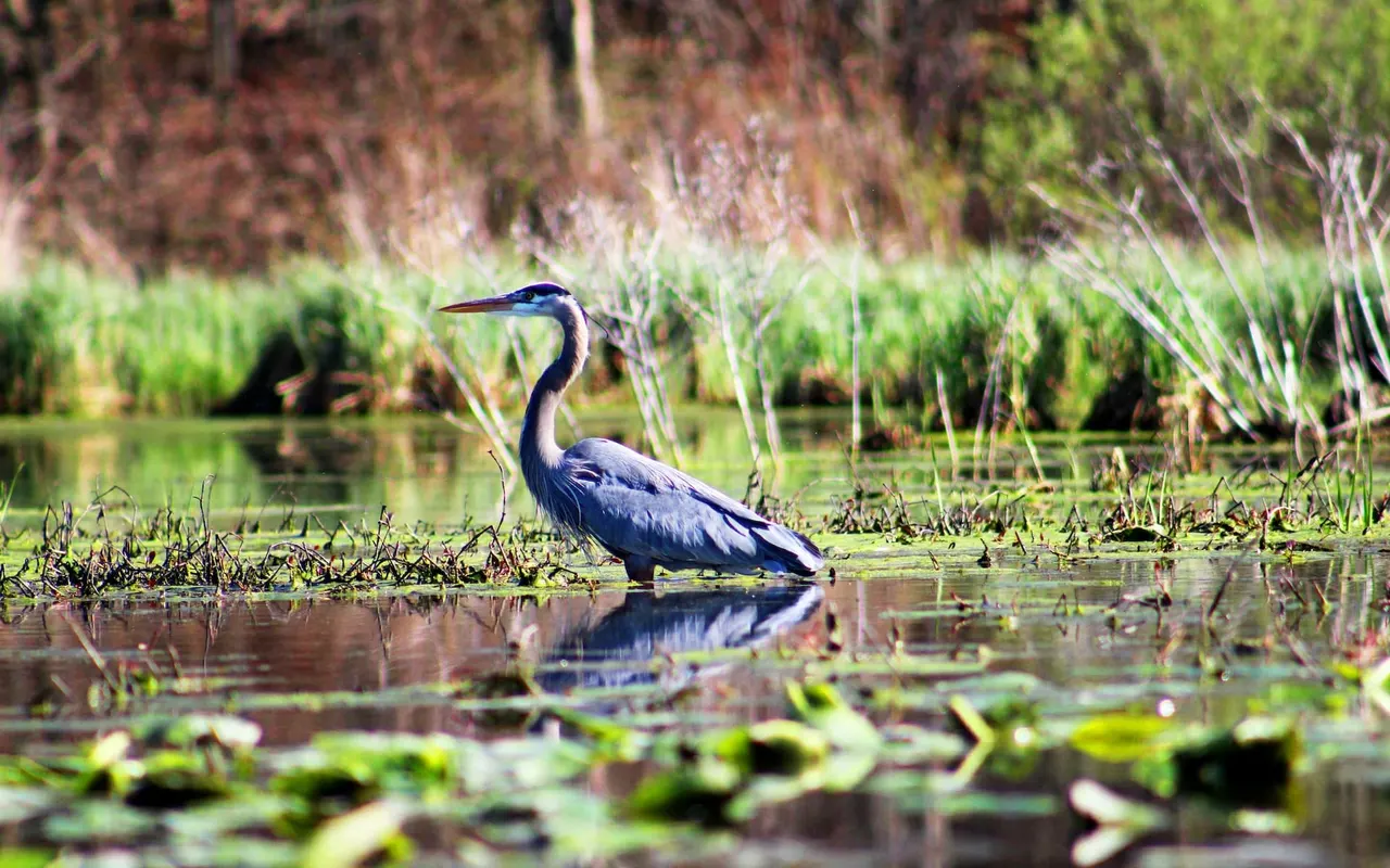 L’importance des zones humides pour la biodiversité : un écosystème méconnu