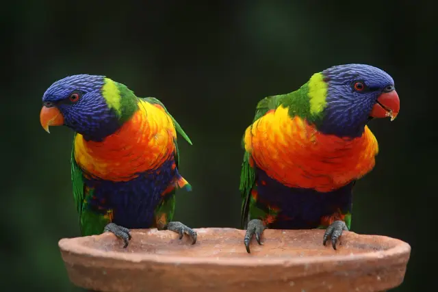 medicamentanimaux.com