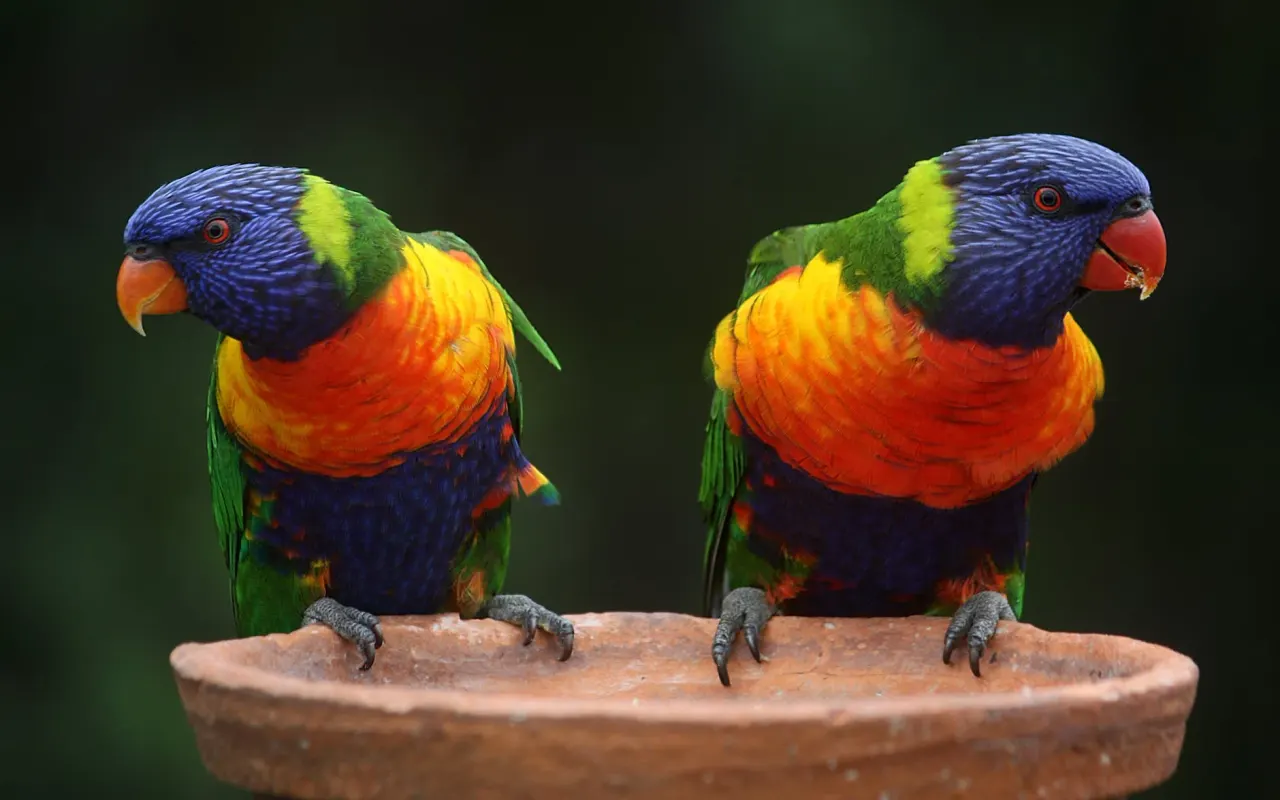 medicamentanimaux.com