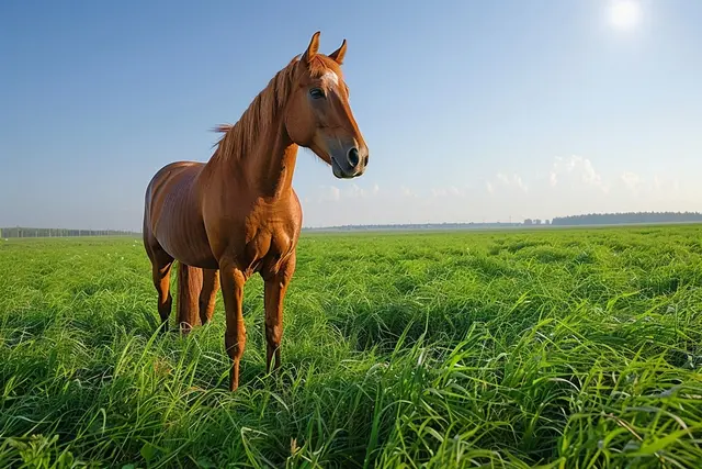 Peut-On trouver une assurance cheval qui couvre les maladies chroniques ?