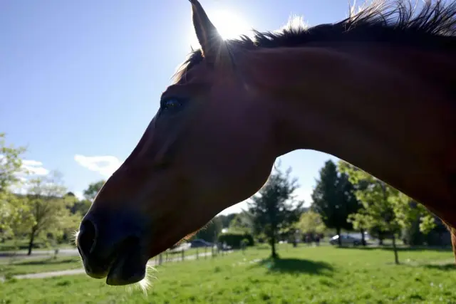 Quelle est l’importance du toilettage dans la prévention des poux chez les chevaux ?