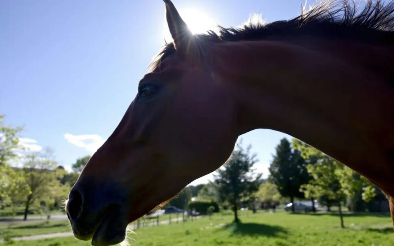 Quelle est l’importance du toilettage dans la prévention des poux chez les chevaux ?