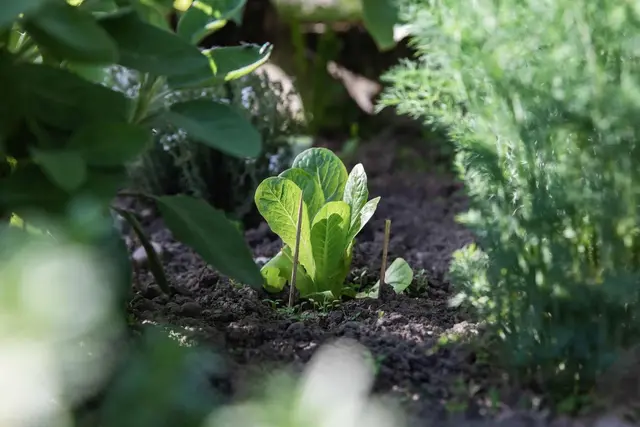 Quelles sont les plantes à planter et les tâches à réaliser au jardin en octobre ?