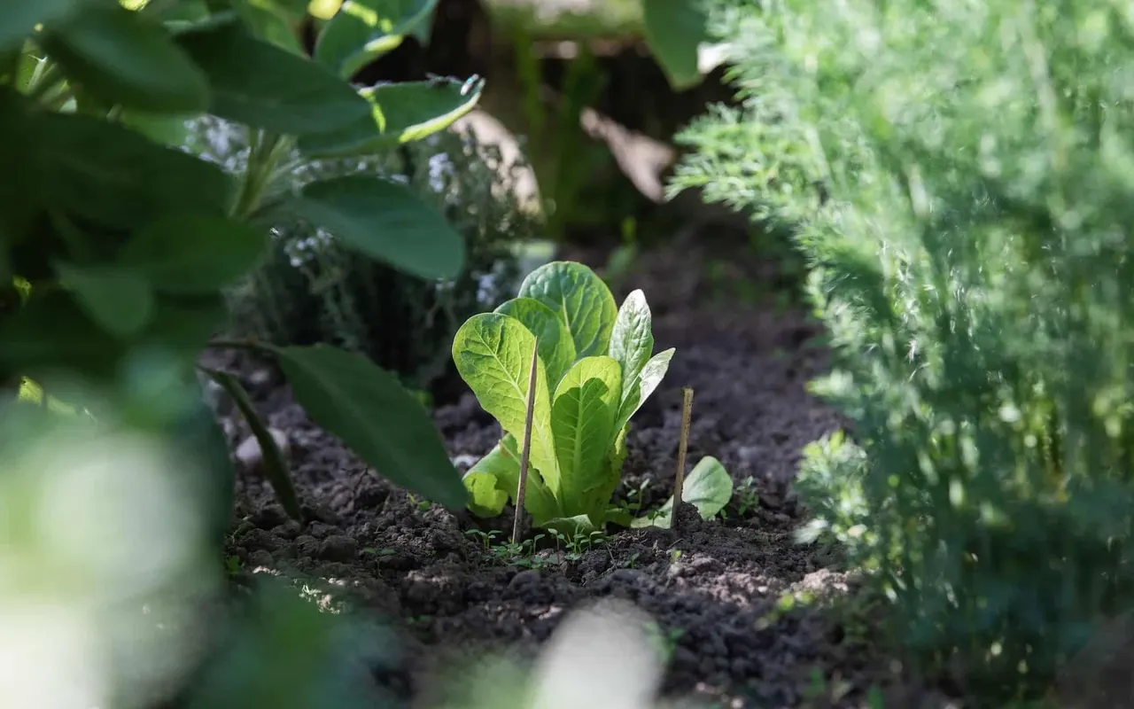 Quelles sont les plantes à planter et les tâches à réaliser au jardin en octobre ?