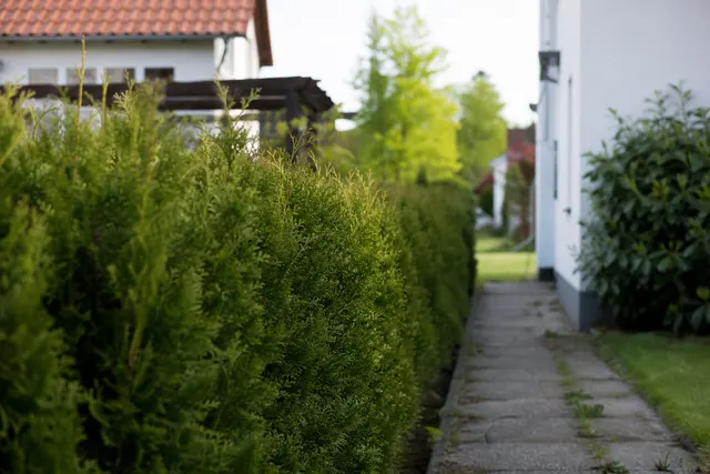Haie de jardin séparant deux propriétés, vue depuis l'allée d'un jardin