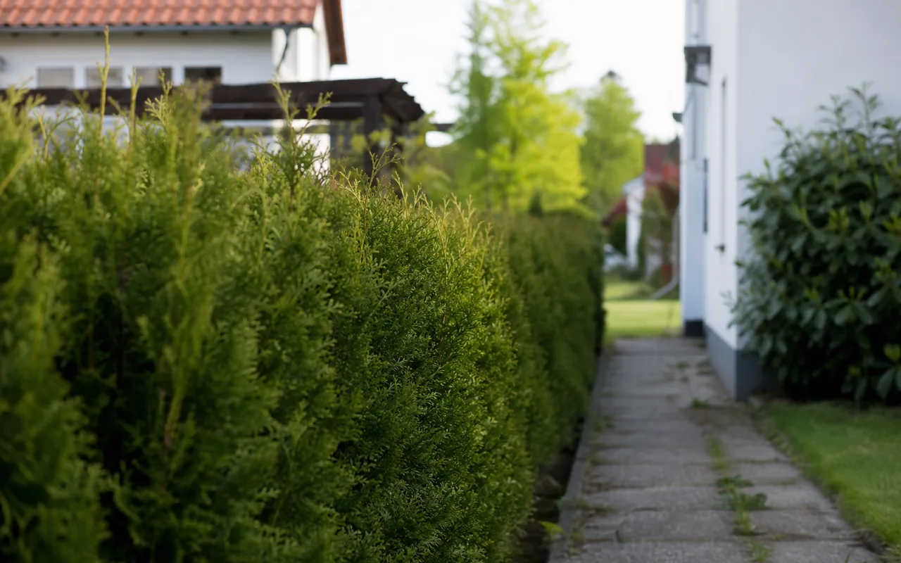 Haie de jardin séparant deux propriétés, vue depuis l'allée d'un jardin